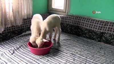 karahisar -  O nine kuzularının hikayesini anlattı Videosu