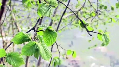 sigorta policesi - Fındıkta 59 bin sigorta poliçesi oluşturuldu - GİRESUN Videosu