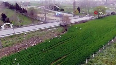  İstanbul'da leylek sürüsü akını