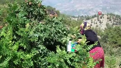 gun isigi -  Korona virüse karşı 'Sumak ekşisi' önerisi Videosu