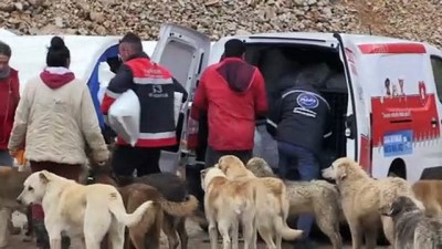 sokak kopekleri - Koronavirüsle mücadele günlerinde 'can dostları' unutmadılar - ANKARA Videosu