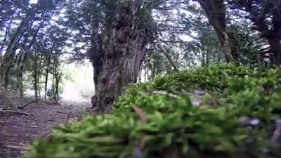 porsuk - Tesadüfen bulunan 2 bin 500 yıllık ağaç asırlara meydana okuyor - KAHRAMANMARAŞ Videosu