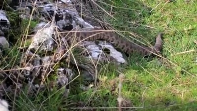 Burdur'da bulunan 'koca engerek' yılanı Şanlıurfa'da doğaya bırakıldı
