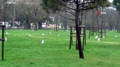 yagmurlu -  Caddebostan sahili martılara kaldı Videosu