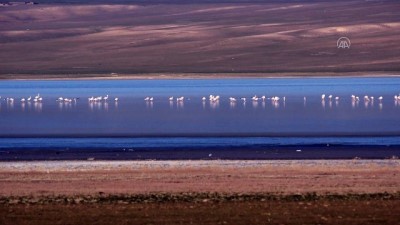 habitat - Düden Gölü'nün misafirleri flamingolar geldi - KONYA Videosu