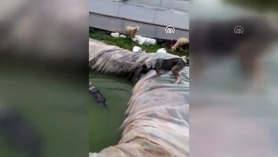 yagmur suyu - Havuza düşen köpeği kangal kurtardı - ANTALYA Videosu