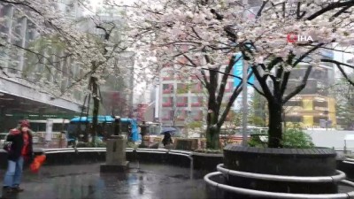  - Japonya'da 32 yıl sonra bir ilk
- Tokyo'da 'sakura' mevsiminde kar yağdı