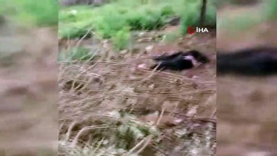  Sokak köpekleri oğlakları telef etti