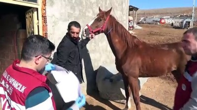 hayvan -  Cirit atlarına 'ruam' testi Videosu