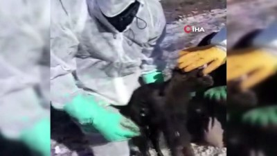 hayvan -  Günler sonra enkazdan canlı oğlak çıkarıldı Videosu