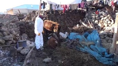 felaket -  Soğukta kalan hayvanlara anne şefkati Videosu