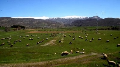Bitlis'in meraları ilkbaharla canlandı