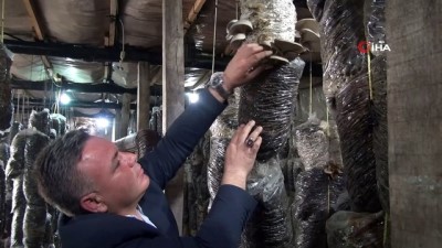 istiridye -  Evinin bahçesindeki depoda aylık 350 kilo mantar üretiyor Videosu