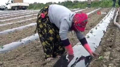  Karpuz fideleri toprakla buluştu