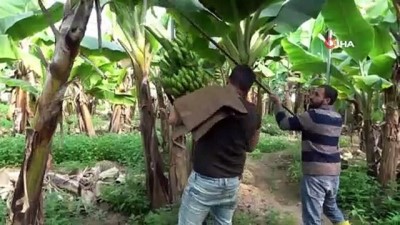 tarim urunu -  'Gerekirse ürünlerimizi devlete bağışlayabiliriz' Korona'ya inat Türk çiftçisi üretmeye devam ediyor Videosu