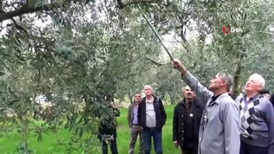 zeytin agaci -  Belediyeden çiftçilere uygulamalı budama eğitimi Videosu