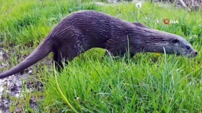 habitat -  Görülmesi en zor hayvanlardan olan su samuru kameralara yakalandı Videosu