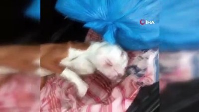 mide kanamasi -  Hasta köpeği 14 saat arabada tutan veterinere hayvanseverlerden büyük tepki Videosu