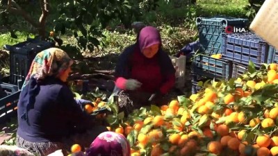  Kadınlar Gününü portakal hasadıyla geçirdiler