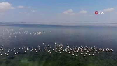  Siyah flamingo tekrardan Türkiye'de