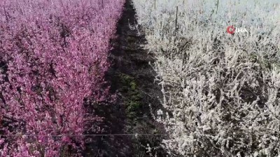 hanli -  Hatay’da çiçek açan ağaçlar kartpostallık görüntüler oluşturdu Videosu