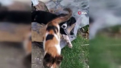 yavru kedi -  Kedi ve köpeğin dostluğu görenleri şaşırtıyor Videosu