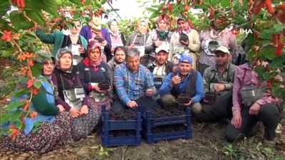  Türkiye’de yılın ilk Karadut hasadı Silifke’de başladı