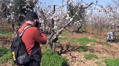 Beyaza bürünen kiraz bahçeleri üreticileri umutlandırdı - MANİSA