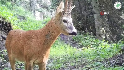 vasak -  Nesli tükenen vaşak ve Kızıl Geyik foto kapanla görüntülendi Videosu