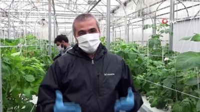 kromozom -  Niğde’de topraksız tarımla patatesin genetiği çıkarılıyor Videosu