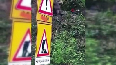  Anne ayının yavrularını kurtarma mücadelesi kamerada