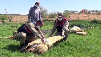 yagcilar -  Jandarma yaşlı adamın koyunlarını kırktı Videosu