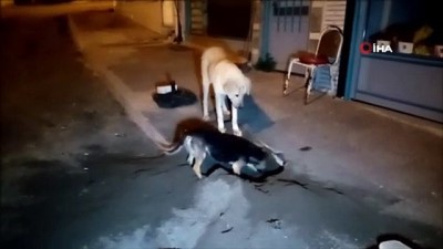  Sokaklar boşaldı, köpekler oyun yaptı
