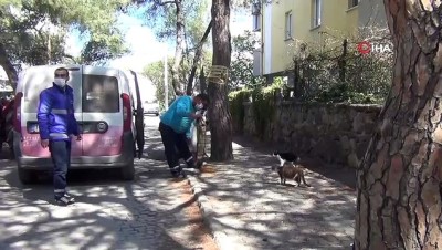hayvan severler -  Ayvalık’ta sokak hayvanlarına belediye ve hayvan sever şefkati Videosu
