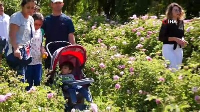 sparta -  Dünya gül yağı üretiminin yaklaşık yüzde 65’ini tek başına karşılıyor Videosu