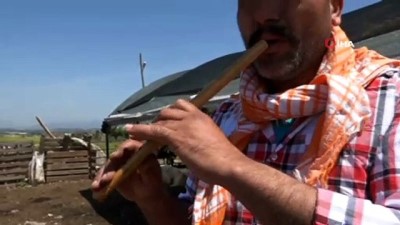 sparta -  Kaval eşliğinde koyunlarını kırktılar Videosu