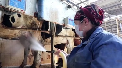 sut uretimi -  Korona virüs süt üreticisinin hızını kesemedi Videosu