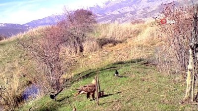 yirtici kus -  Nesli tükenmekte olan kızıl kuyruklu şahin, Erzincan'da fotokapanla görüntülendi Videosu