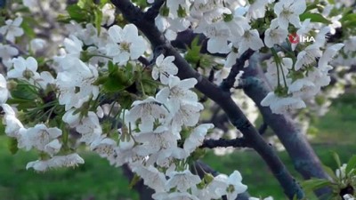 hava sicakliklari -  Dünyaya ihraç edilen ünlü Sultandağı kirazının ağaçları çiçek açtı Videosu
