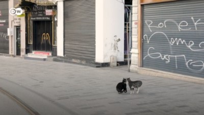 Korona günlerinde Türkiye’deki sokak hayvanları ne durumda?