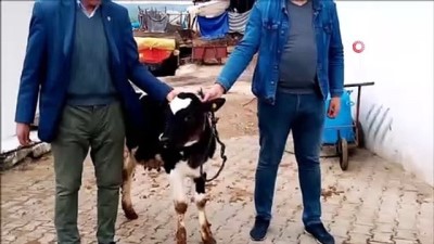 yardim kampanyasi -  Mahalle muhtarı ‘Biz Bize Yeteriz Türkiyem” dedi, buzağısını bağışladı Videosu