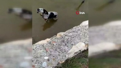  Malatya'da havuzda mahsur kalan köpek kurtarıldı
