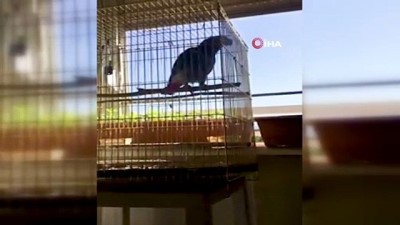 a haber -  Papağandan “Evde kal Türkiye” çağrısı Videosu