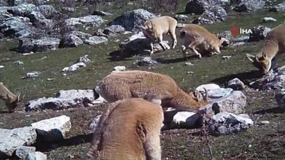 yaban kecisi -  Yaban keçileri yerleşim yerlerine alıştı Videosu