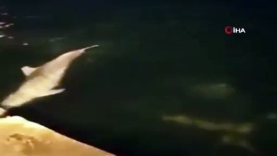 yunus baliklari -  Yunus balıklarının Ortaköy Sahilindeki muhteşem dansı Videosu