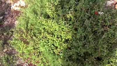 sifali bitkiler -  Bağışıklık sistemini güçlendiren 'Cistus' bitkisinde talep patlaması Videosu