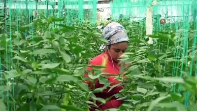 salar -  Herkes evde onlar üretimde Videosu