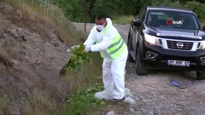 yaban domuzlari -  Bodrum'da belediye ekipleri yaban domuzlarının mahalle aralarına inmemeleri için böyle çalışıyor Videosu