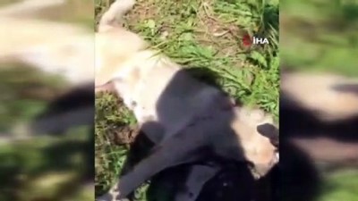 gesi -  Civcivlerini yediği için köpeğini vurdu Videosu