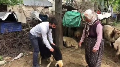 yasli kadin -  Yolda bulduğu koyunu arabasına aldı, mahalle mahalle gezip sahibini bularak teslim etti Videosu